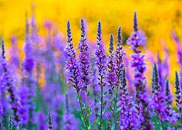 内部人士称GameCube游戏登陆NS在线服务“只是时间问题”