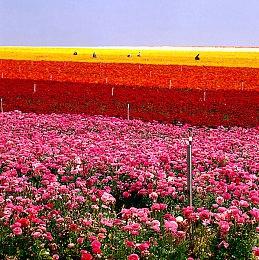 《神鬼寓言4》计划于2025年底发售 大家期待吗？